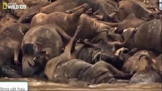 Cá Sấu sát thủ săn mồi máu lạnh - Thế giới động vật - Thuyết minh phần 25