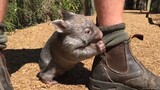 Seorang pria menyelamatkan seekor wombat kecil, tetapi dia tidak menyangka hewan itu lebih melekat d