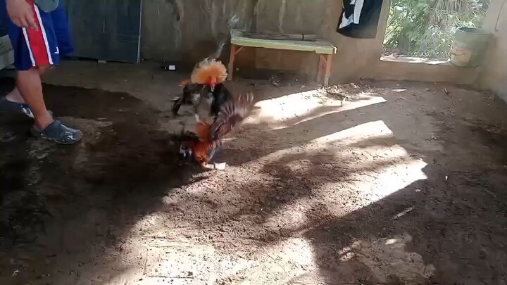 pumkin sweater