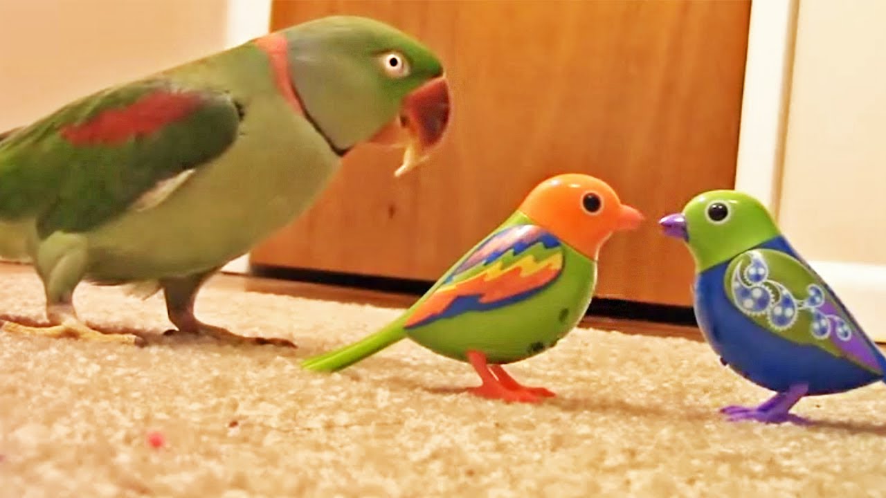 Funny discount bird videos