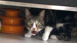 حفلة كرة قدم انطلقت بسبب حبة كستناء واحدة 【البول هو قطة】