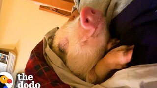 หมูกู้ภัยซุกตัวอยู่ระหว่างพ่อแม่ของเธอบนเตียงทุกคืน โดโด้