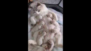 This is what having many children brings happiness.