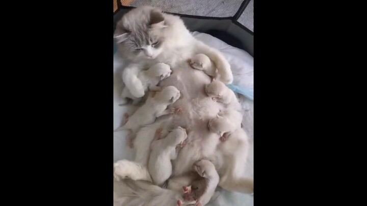 这就是多子多福