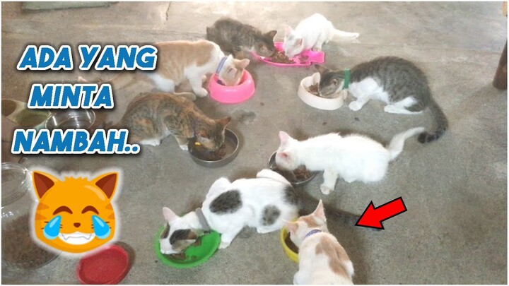Para Anabul Sedang Makan Siang. Siapa Yang Paling Banyak Makan Ya??