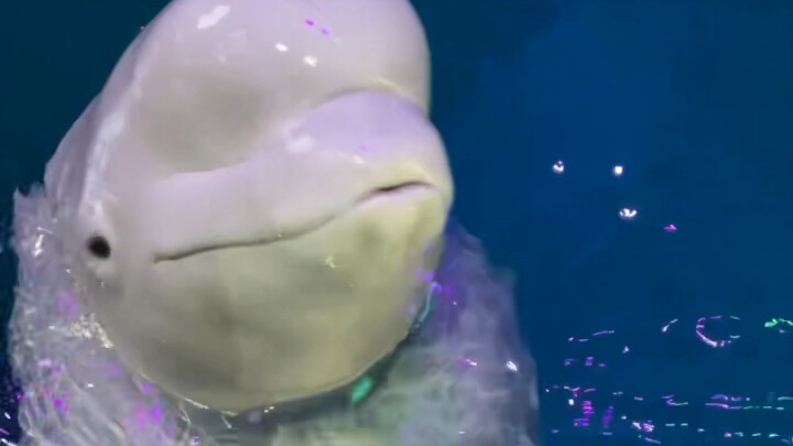 بدأت أقدّم الطعام للأسود الصغير، لكنه رفض الأكل. فقلت له: “إذا ما تأكل، هاكله أنا للبياض الكبير!” فب