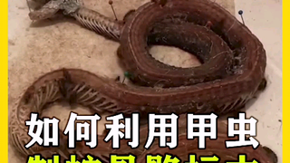 恐蛇者和密集恐惧症者谨慎观看。