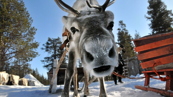 Reindeer Loves Things in Red and White, Including Santa Claus.