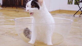 【Animal Circle】Shanghai house owner braving the typhoon.