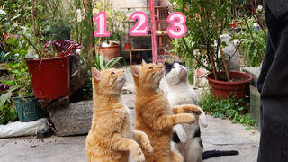 [Animals]Feeding three cats in different ways