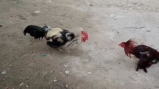 kahit 7 months at maliit kaya lumaban nang basaan basta nasa taman condition