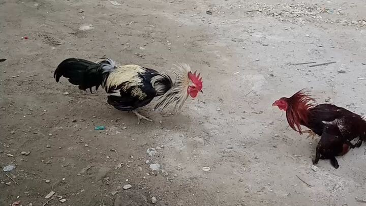 kahit 7 months at maliit kaya lumaban nang basaan basta nasa taman condition