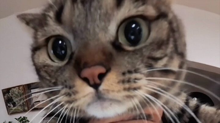 แมวน้อยบางตัวแค่เห็นก็รู้เลยว่าแตกต่างจากตัวอื่น