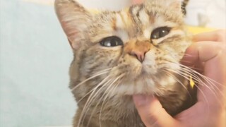 你不知道一只猫要饭会有多突然