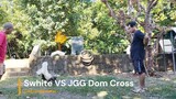 Swhite VS JGG Dom Cross First Spar