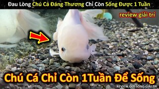 Đau Lòng Chứng Kiến Chú Cá Xinh Đẹp Chỉ Còn 1 Tuần Để Sống || Review Giải Trí Đời Sống