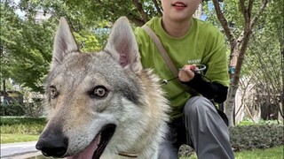 Family, this Czech Wolfdog I'm walking seems a bit off—what's going on?