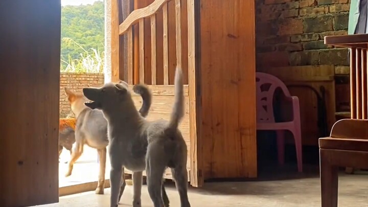 Bermain petak umpet dengan anak anjing