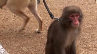 A Labrador healed the inner scar of a little monkey with gentleness, a heart-warming light of friend