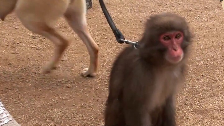 A Labrador healed the inner scar of a little monkey with gentleness, a heart-warming light of friend