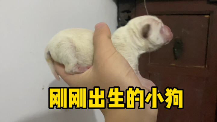 فجأة ظهرت 6 جراء صغيرة في المنزل!