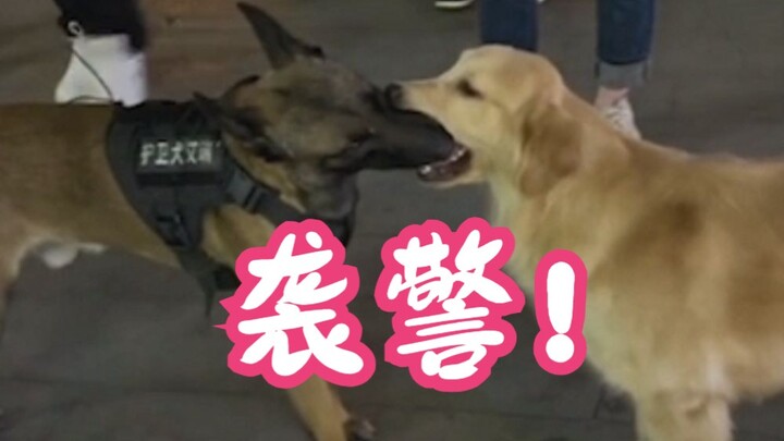 “นี่มันเป็นการดูดตำรวจ! ไม่สิ ทำร้ายตำรวจ!!”