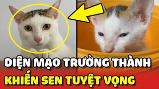 Chú mèo có diện mạo XẤU LẠ khiến sen TUYỆT VỌNG khi trưởng thành 😂 | Yêu Lu