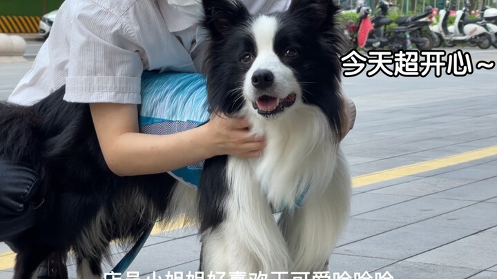 Little Dog's Summer Vacation Diary～