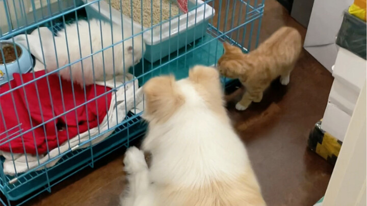 อีกแล้วนะ พี่ชายของโมโม่เอาเจ้าหมาขาวตัวน้อยมาให้โมโม่ คำสัญญาเมื่อหนึ่งปีก่อน การมาเยือนแบบไม่ทันตั