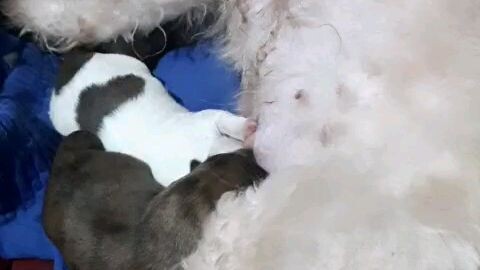 First babies ni Chummy😊