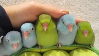 Five times the happiness