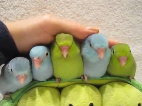 Five times the happiness