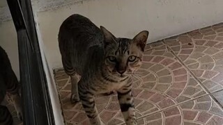 爱猫TV之决战紫禁之巅