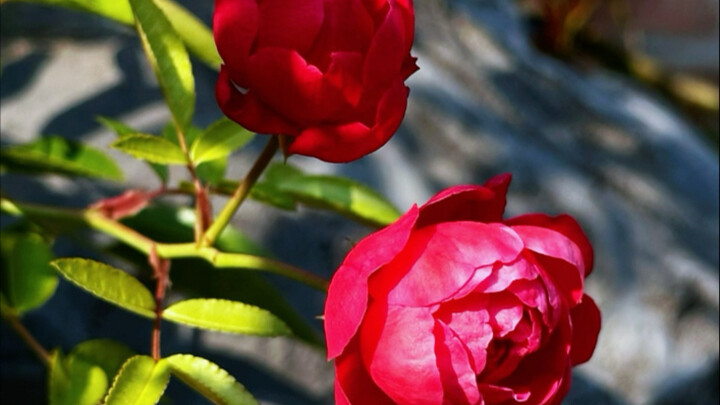Share four spring flower photography tips to make your WeChat Moments stand out! #FlowerPhotographyT