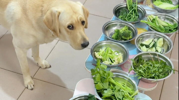 Chó: Nhà hết tiền mua thịt rồi à?