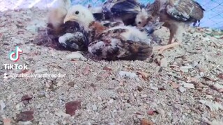 #JR&R Backyard Breeder