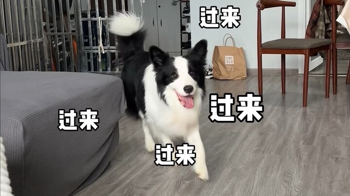 The baffling antics of pet parents. (How many of these sound familiar to you?)