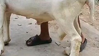 kambing kurban terbesar #kambingkurban