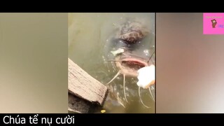 Quỷ cá trê này làm hết hồn mày #funny