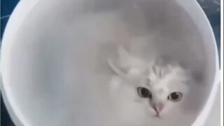 猫水混合物还是挺少见的