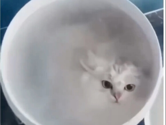 猫水混合物还是挺少见的