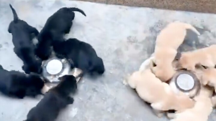 “Leaked Content Suggests Synchronized Training for Pacific Rim Dog Drivers”