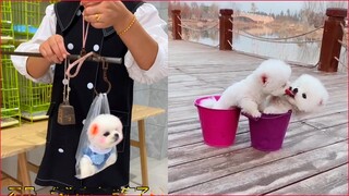 Chó Phốc Sóc Mini - Funny and Cute Dog  Pomeranian😍🐶 #14