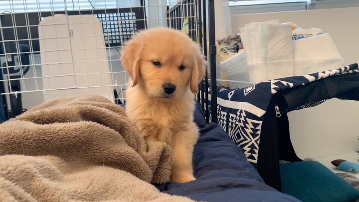 The little dog who’s unhappy because they don’t like their owner sleeping is here—laugh!