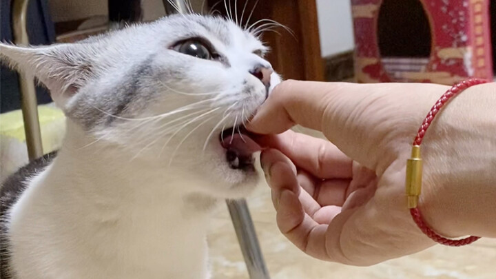 What’s her reaction when you pretend to get bitten by a cat?!