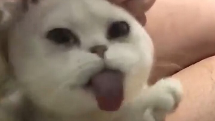 "Your cat.exe has stopped responding"