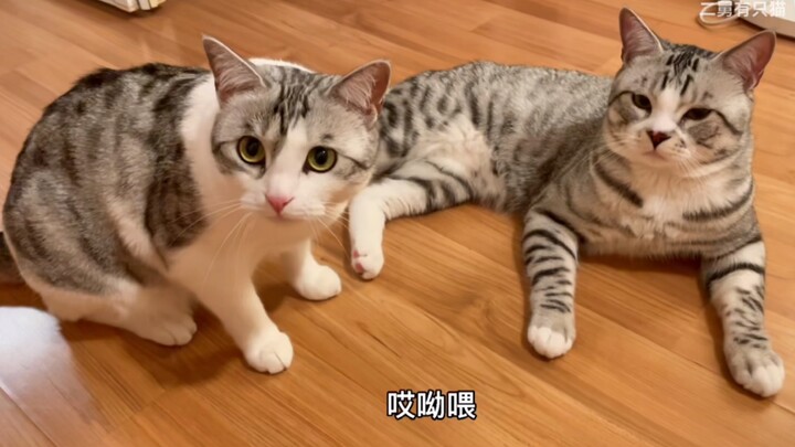 这只猫我不会养 太难了