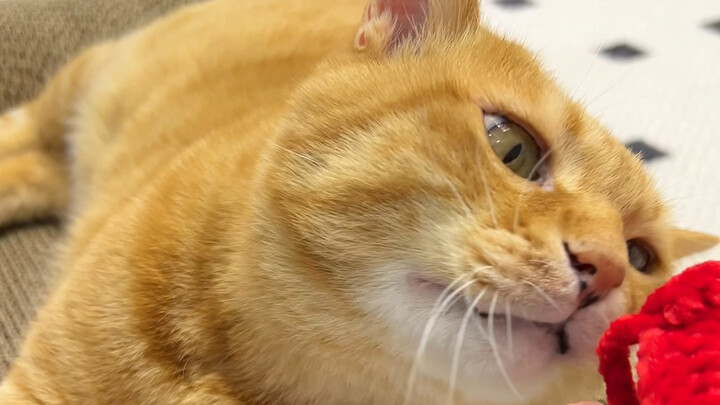 Tuan kotoran anjing tengah malam: Serius? Aku sakit jiwa, ya!