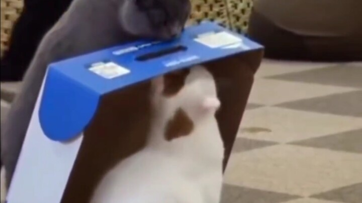 Since ancient times, blue cats have produced great keycaps.