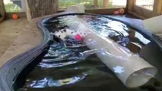 Mink Chichi ลงเล่นน้ำในสระ